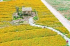 陌上花开，采菊东篱，逐浪戏沙…五一纵“琴”自然之旅来了！