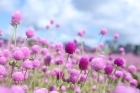 美翻！横琴42000m²硫华菊惊艳盛放！还有浪漫千日粉、大花百日草花海……