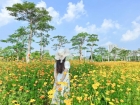 超出片！横琴花海长廊又有花海盛放！赶紧去打卡~